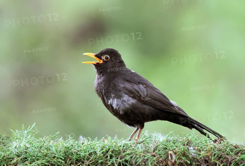 Common Blackbird (Turdus merula) male singing, France