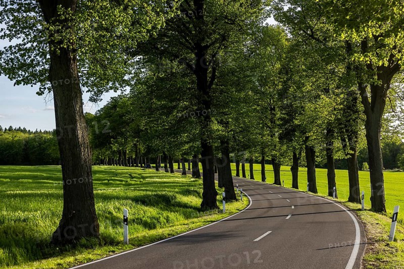 Alleebäume an der Bundesstraße 109, Gerswalde, Brandenburg, Germany