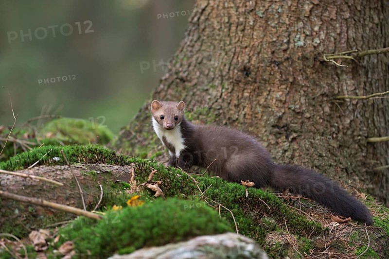 Beech Marten (Martes foina) on forest floor, North Rhine-Westphalia, Germany