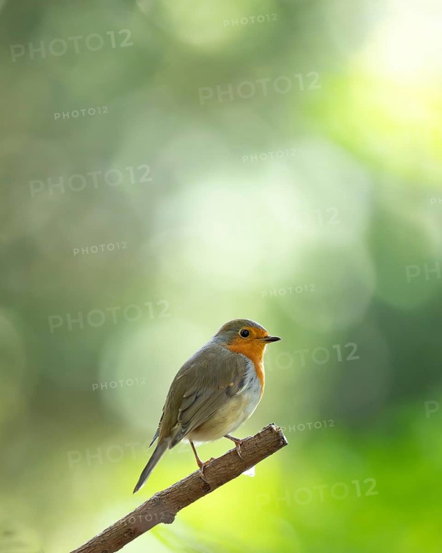 European robin (Erithacus rubecula), profile view, standing on a branch, branch protrudes diagonally into the picture, background light green bokeh, cropped, Dortmund, Germany