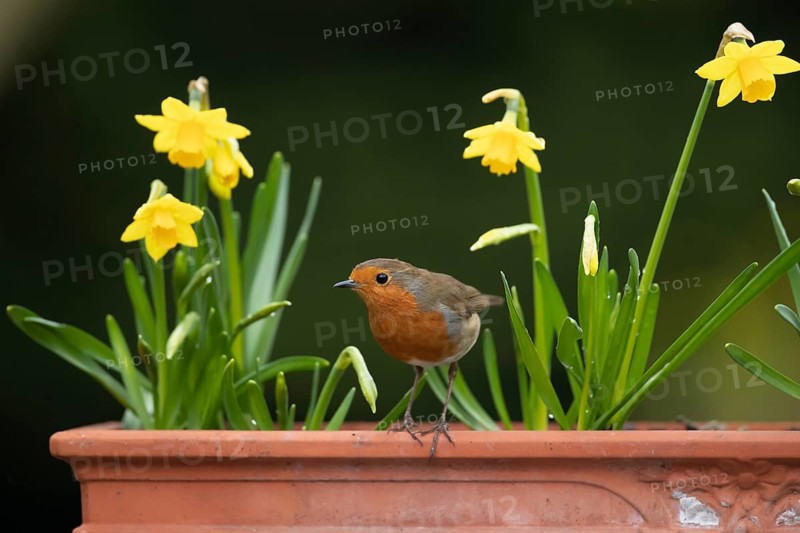 European robin (Erithacus rubecula) adult garden bird on a plant pot with daffodil flowers in spring, Suffolk, England, United Kingdom