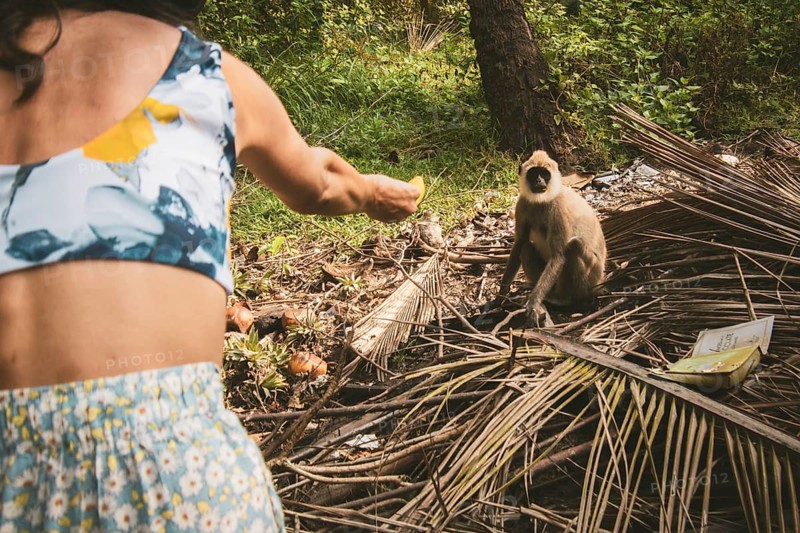 Woman tourist offers banana fruit to wild tufted gray langur in southern Sri Lanka forest clearing with dry leaves and tropical vegetation