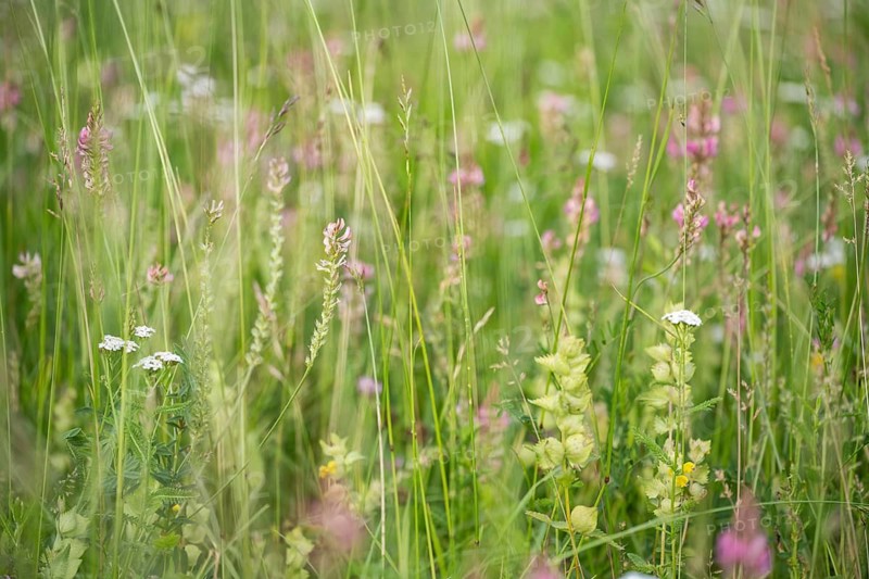 Futterwiese, Fettwiese mit verschiedenen Gräsern und Blüten, Esparsette (Onobrychis viciifolia) und Schlüsselblumen, Formatfüllend, Landkreis Konstanz, Baden-Württemberg, Deutschland