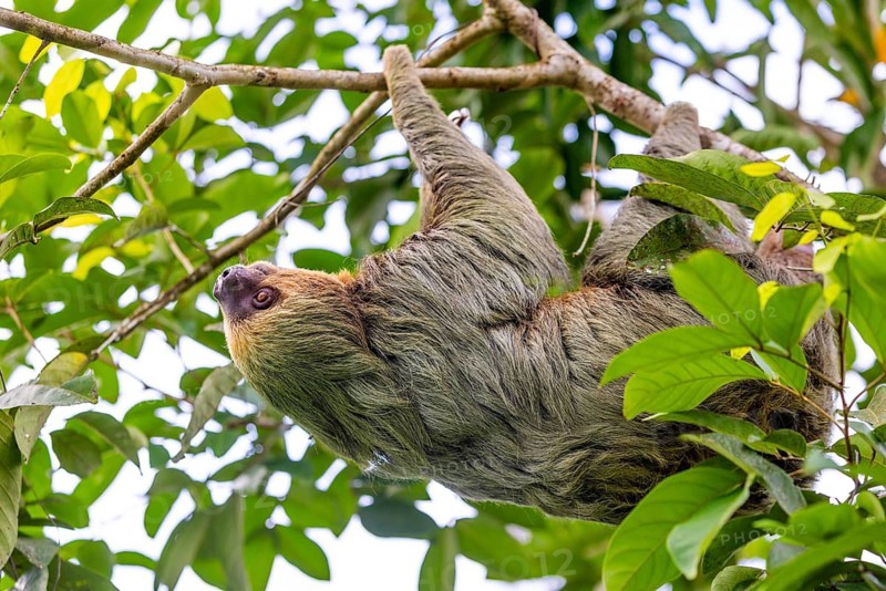 Two-fingered sloth (Choloepus), Mammals (Mammalia), Osa Peninsula, Puentarenas, Costa Rica