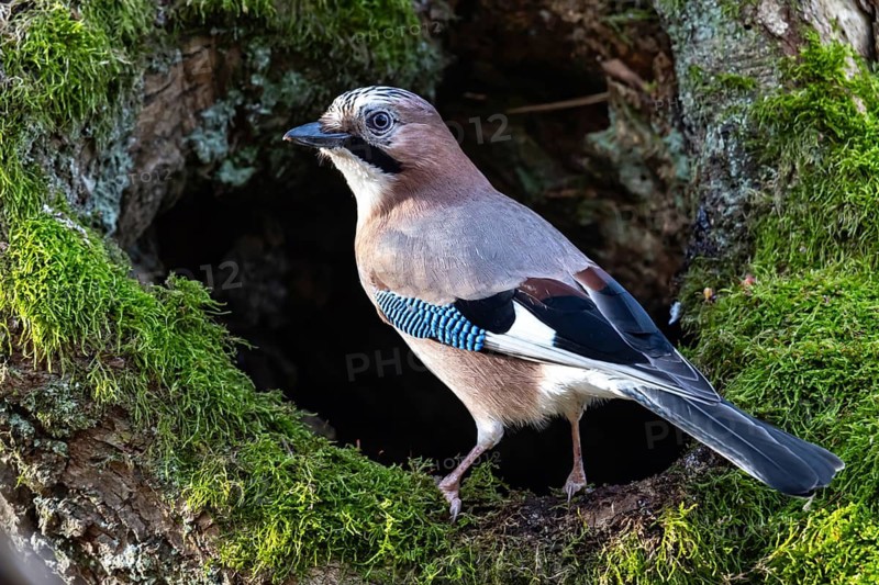 Eurasian jay (Garrulus glandarius) Germany