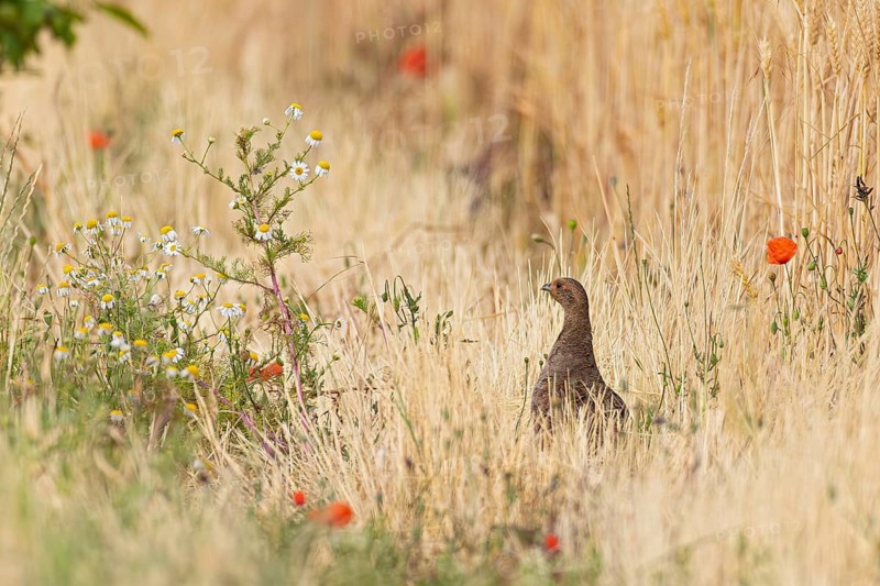 Partridge (Perdix perdix) female standing alone in colourful flowering strips of poppies and chamomile on the edge of a field next to a cereal field in summer, Hesse, Germany