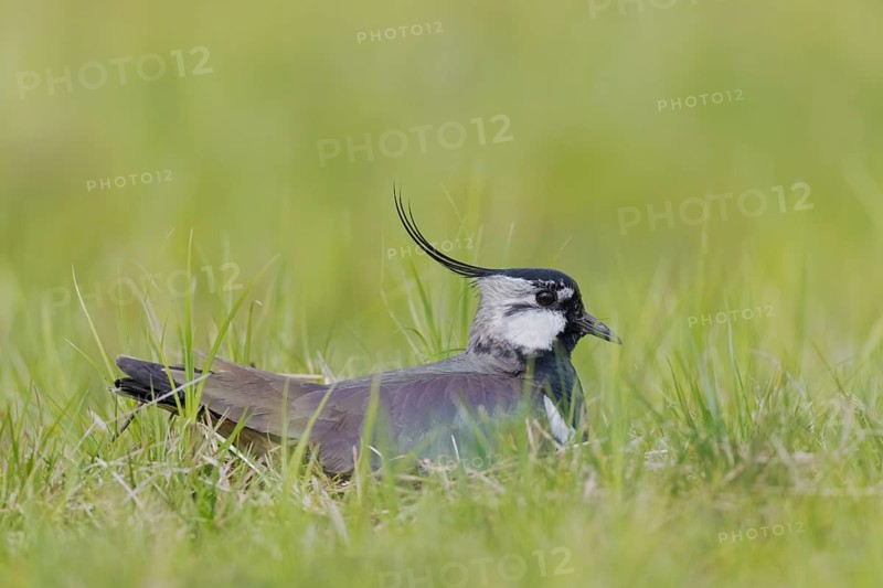 Kiebitz, Vanellus vanellus Northern Lapwing, Vanellus vanellus