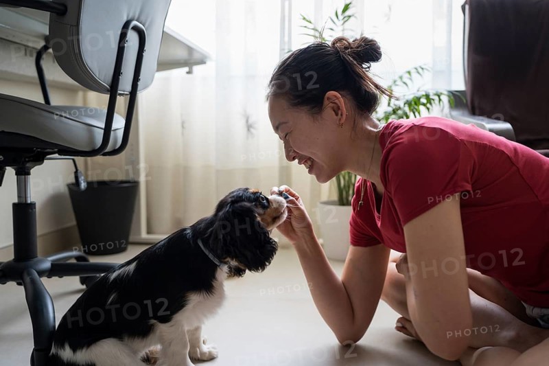 A young woman engages in a training session with her Cavalier King Charles Spaniel at home. The cozy interior setting enhances the bond between the owner and her attentive pet