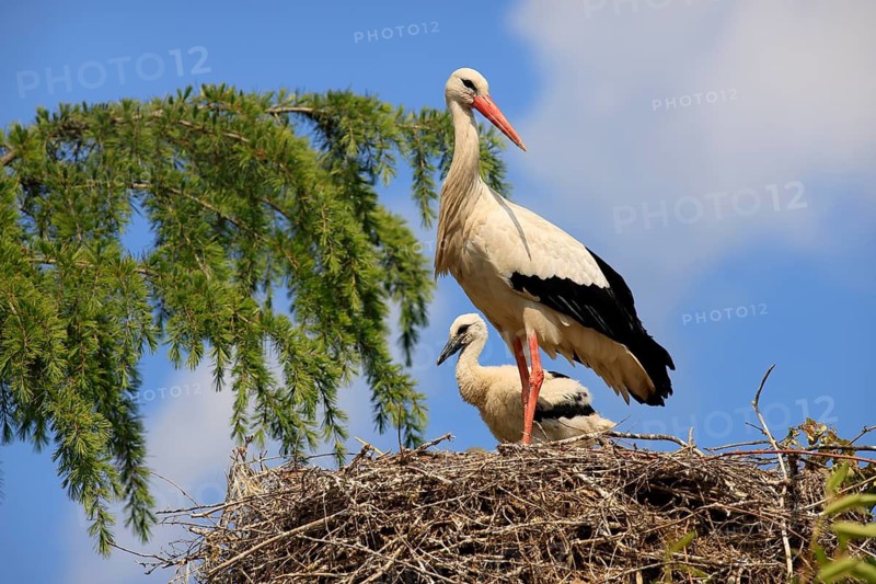 White stork, (Ciconia ciconia), white stork with chicks in the nest, Baden-Württemberg, Germany