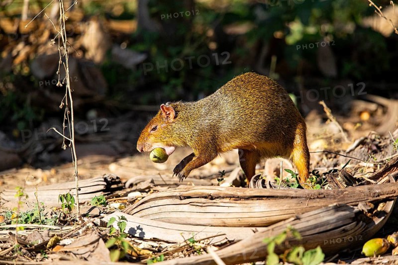 Azara's agouti (Dasyprocta azarae) Pantanal Brazil