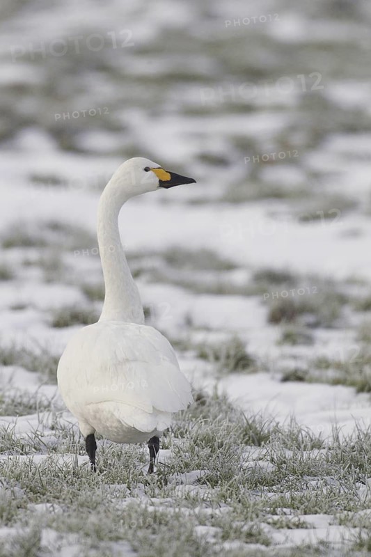 Tundra Swan (Cygnus columbianus bewickii), Netherlands