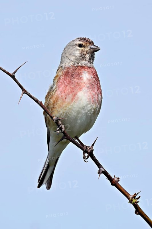 Common linnet (Linaria cannabina), male sitting on a branch, Texel, West Frisian Island, province of North Holland, Netherlands