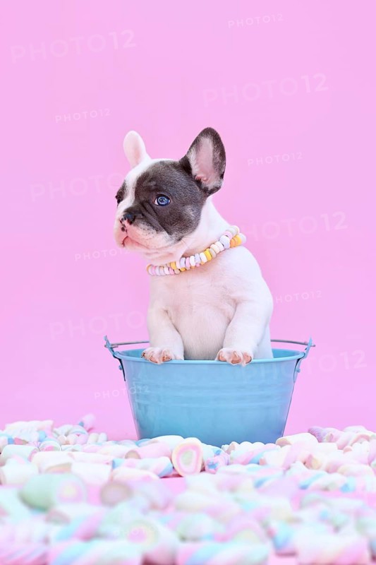 Cute blue pied French Bulldog dog puppy in bucket between marshmallow sweets on pink background