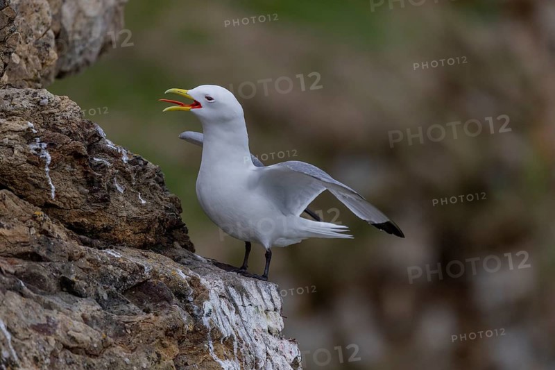 Black-legged kittiwake (Rissa tridactyla), calling, at the nesting site, Ekkeroy, Varangerfjord, Norway