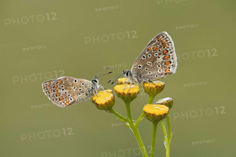 Icarusblauwtje, Common Blue, Polyommatus icarus