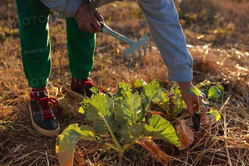 A woman tending a vegetable garden with a small rake, focusing on leafy greens in Barcelona, Spain. Dressed casually, they work in the warm sunlight, showcasing sustainable farming practices