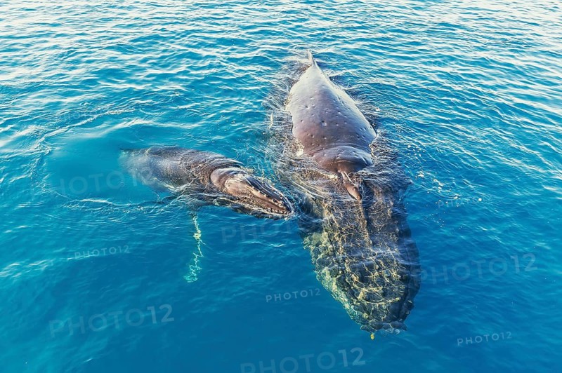 Mother and Calf Humpback Whales surfacing, Hervey Bay, Queensland, Australia