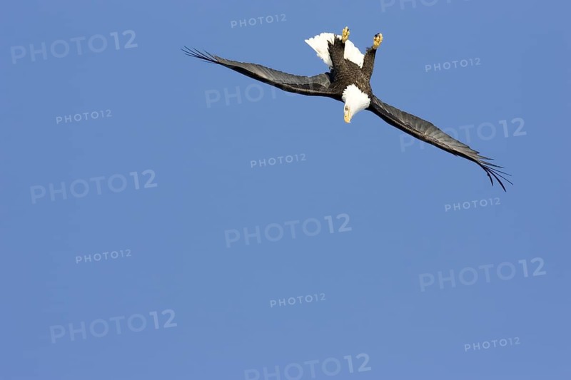 Bald Eagle Haliaeetus leucocephalus Homer, ALASKA, USA February Adult upside down dropping on fish. Accipitridae