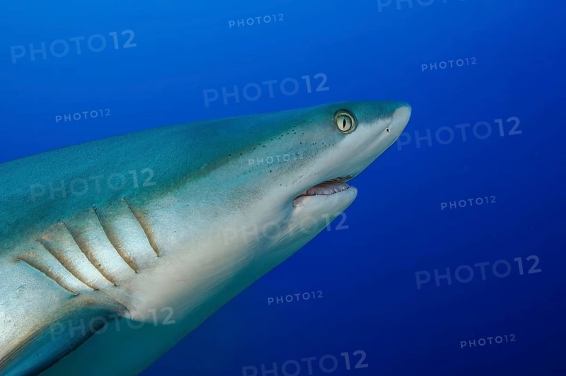 Underwater photo close-up of head and gills of Grey reef shark (Carcharhinus amblyrhynchos) predator fish swimming through open water blue sea, tropical seas, Red Sea, Indian Ocean, Pacific Ocean
