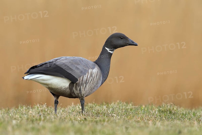 Brent goose (Branta bernicla) standing in a meadow, Wildlife, Geese, Lauwersmeer National Park, Netherlands