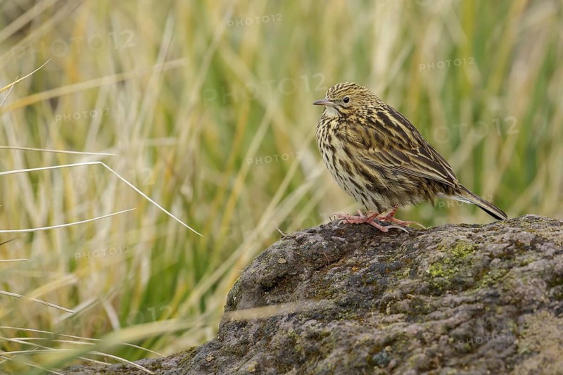 South Georgia Pipit (Anthus antarcticus) perched on tussock grass on South Georgia Island