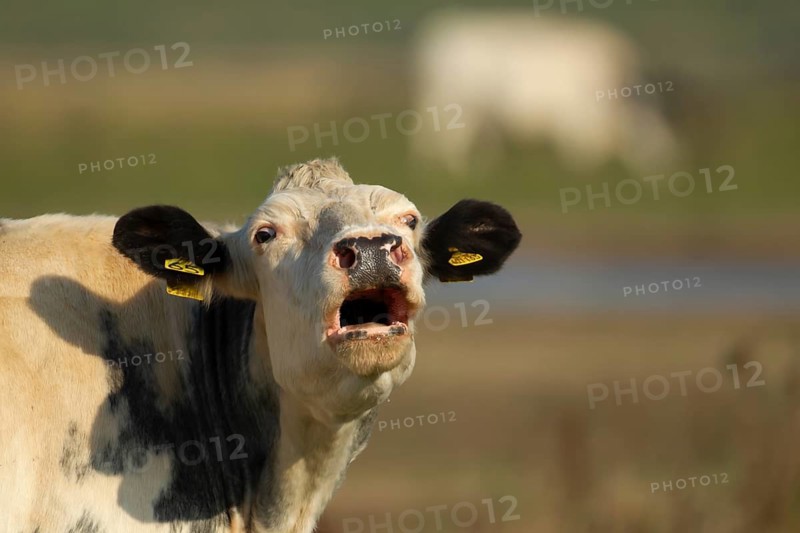 Domestic cattle or cow (Bos taurus) adult farm animal calling or mooing in a field, England, United Kingdom