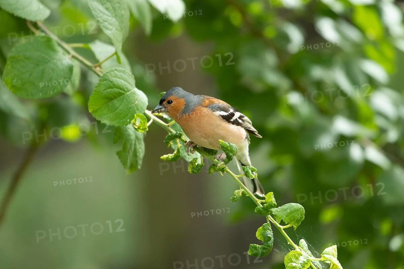 Eurasian chaffinch (Fringilla coelebs) adult male garden bird collecting insects for food in a hedgerow, England, United Kingdom