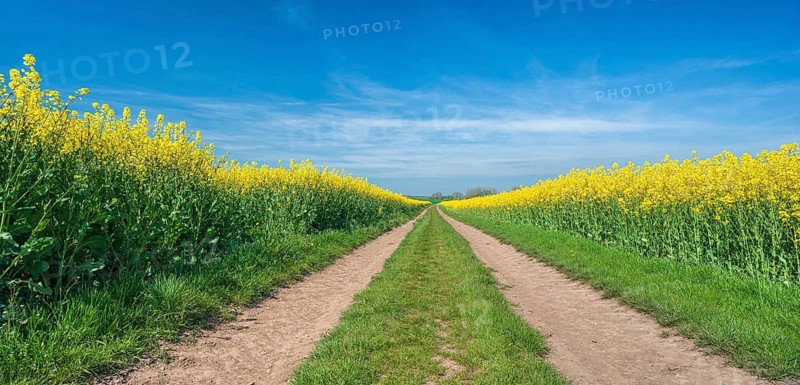 Cultural landscape in spring, straight symmetrical dirt road through blooming rapeseed fields, blue sky, Burgenlandkreis, Saxony-Anhalt, Germany