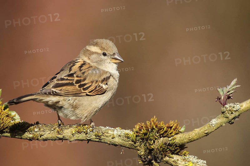 House Sparrow (Passer domesticus) female, Allgäu, Bavaria, Germany, Allgäu, Bavaria, Germany