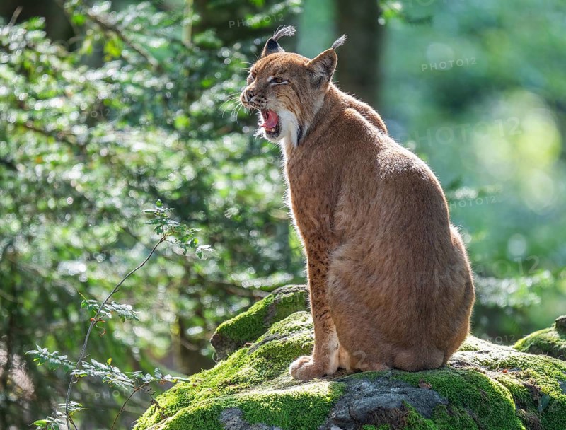 Eurasian lynx (Lynx lynx) sitting on a moss-covered rock in the forest and yawning, teeth visible, captive, Bavarian Forest National Park, Bavaria, Germany