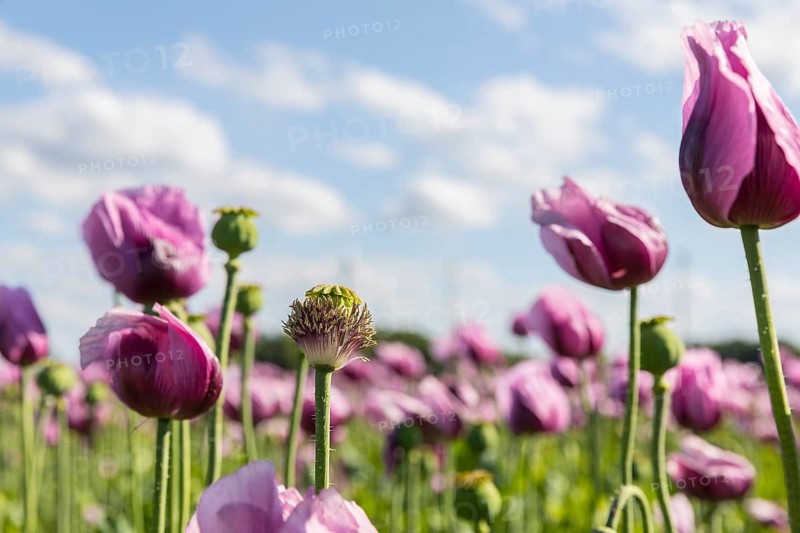 Field with blue poppy (Papaver somniferum) in bloom, Penig, Saxony, Germany