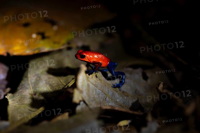 Strawberry frog (Oophaga pumilio) sitting on a yellow leaf, tropical rainforest at night, Heredia province, Costa Rica