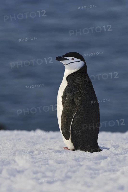 Chinstrap Penguin (Pygoscelis antarcticus), Antarctica