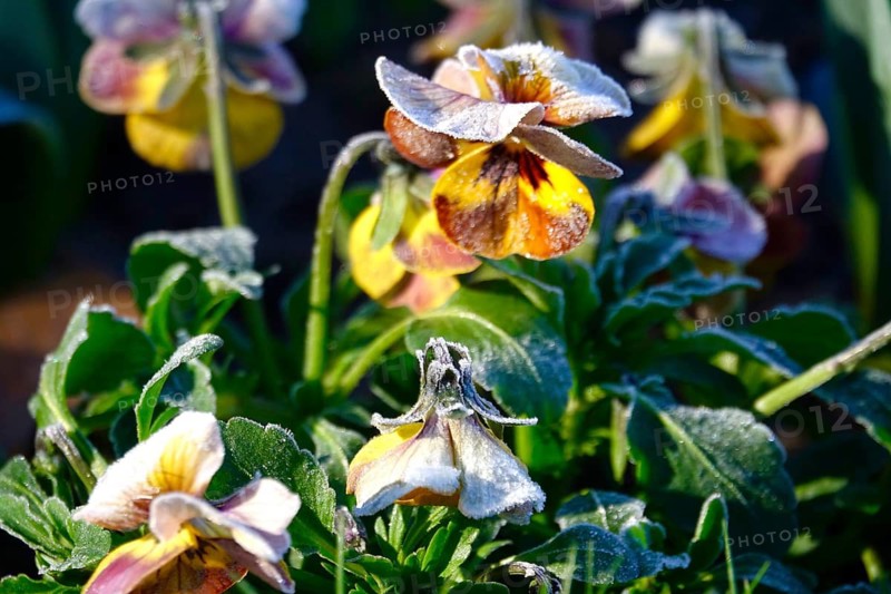 Pansies in frost, spring, Germany