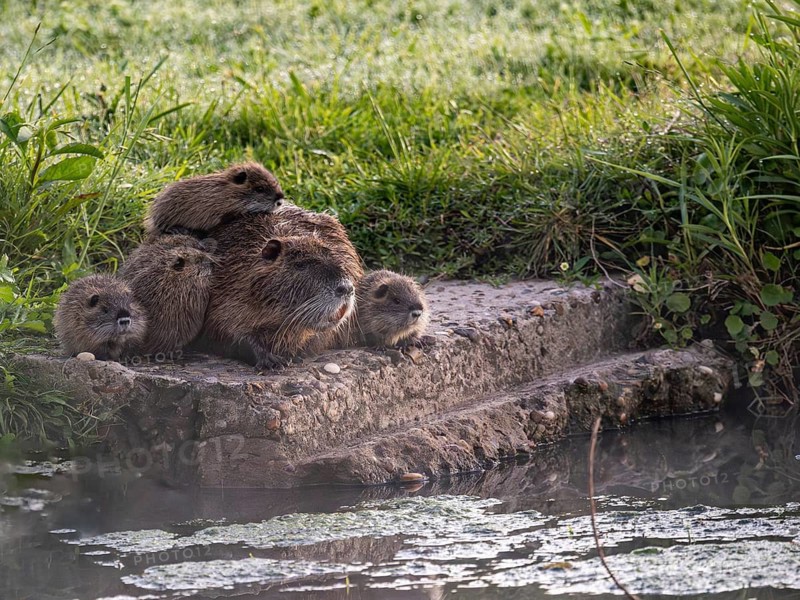 Nutria (Myocastor coypus) with many young at a stream, Entre Rios, Argentina