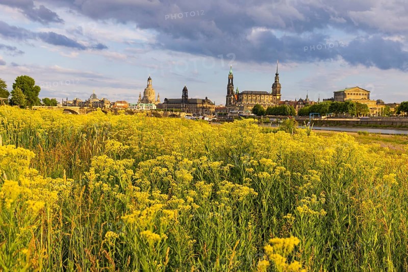 Flowering Elbe meadows in Dresden's Old Town with silhouette