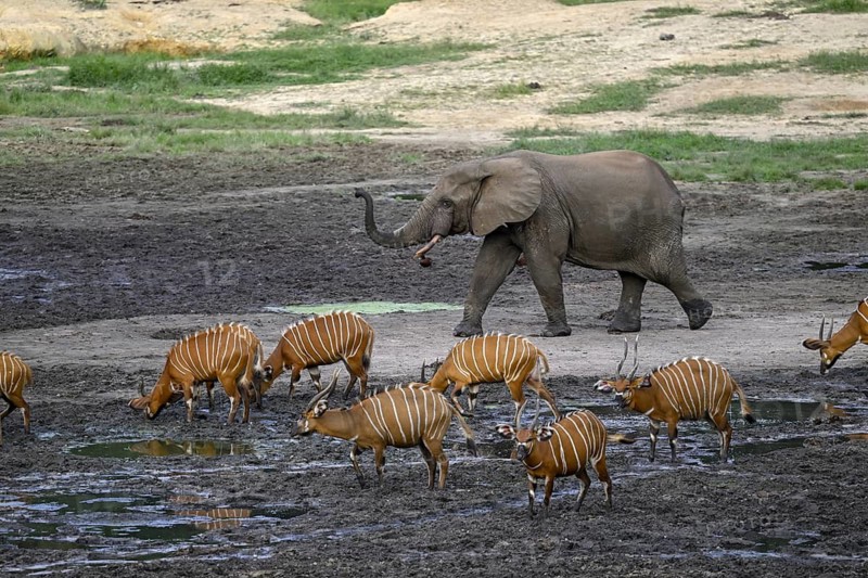 Forest elephant (Loxodonta cyclotis) and bongo antelope (Tragelaphus eurycerus) in the Dzanga Bai forest clearing, Dzanga-Ndoki National Park, Unesco World Heritage Site, Dzanga-Sangha Complex of Protected Areas (DSPAC), Sangha-Mbaéré Prefecture, Central African Republic