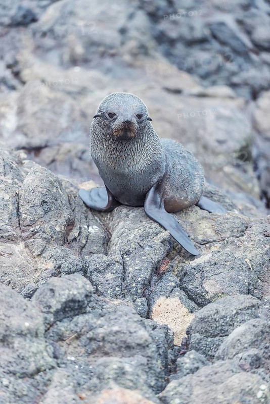 New Zealand Fur Seal Pup (Arctocephalus forsteri), Otago Peninsula, South Island, Otago, New Zealand