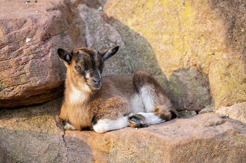 Domestic goat (Capra hircus) youngster lying on the ground, Bavaria, Germany
