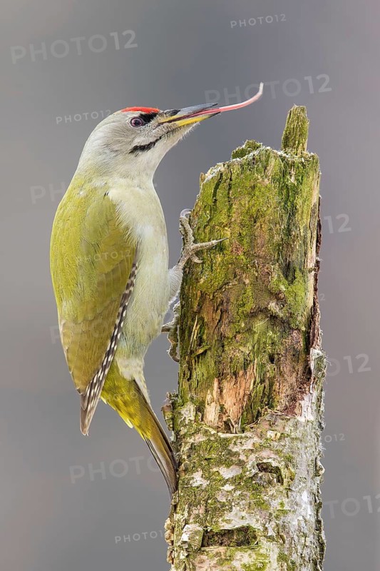 Grey-headed Woodpecker (Picus canus) male perched at a tree trunk with outstretched tongue, Poland
