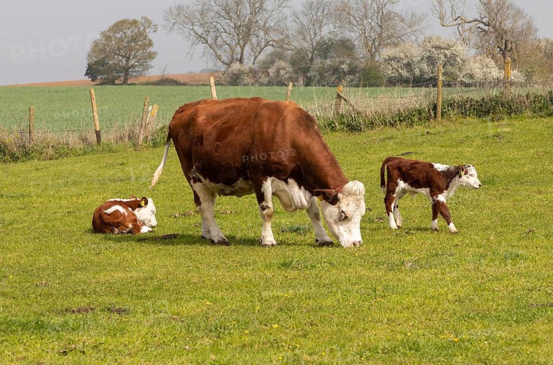 Hereford cattle, cow with calves in field, Boyton, Suffolk, England, UK