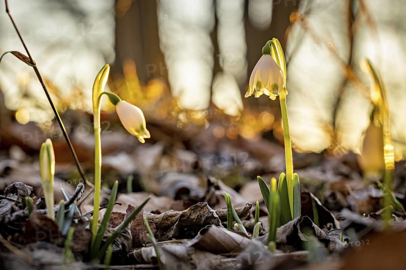 Snowdrops illuminated by the warm evening sun in a forest, surrounded by dry leaves, spring snowdrops