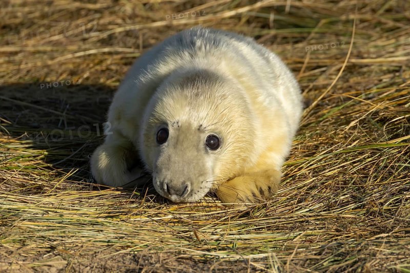 Grey seal (Halichoerus grypus) juvenile baby pup animal resting on a sand dune by a beach in winter, England, United Kingdom
