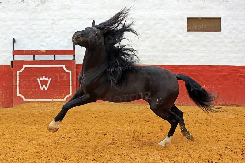 Andalusian horse, jumping, arena, black, black horse