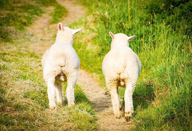 Rear view of two young cute adorable lambs walking on countryside path representing innocence friendship rural life and future journey