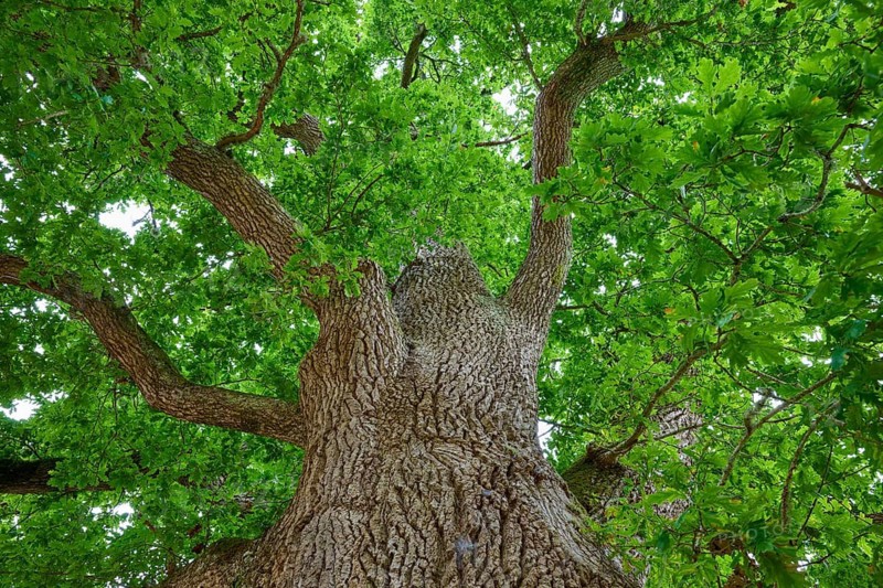 Taken from below, showing a mighty trunk and canopy of an oak tree in summer, Oak (Quercus), Cawdor, Nairn, Scotland, United Kingdom, Great Britain