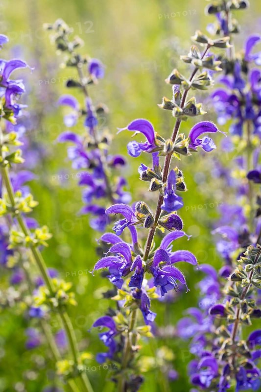 Meadow sage (Salvia pratensis) in bloom