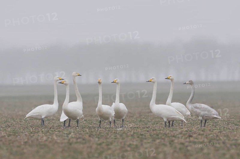 Whooper Swan (Cygnus cygnus) group in the fog, North-Rhine-Westphalia, Germany