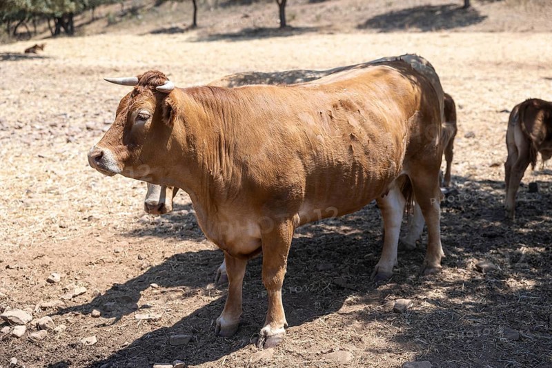 A blonde Galician cow, known as Rubia Gallega, drinking at a farm's watering trough under the shade of trees. This image captures the essence of rural farm life and livestock care