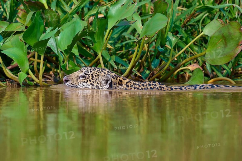 A jaguar floats serenely in the water surrounded by water lilies and plants, Jaguar (Panthera onca), Pantanal, Mato Grosso, Brazil